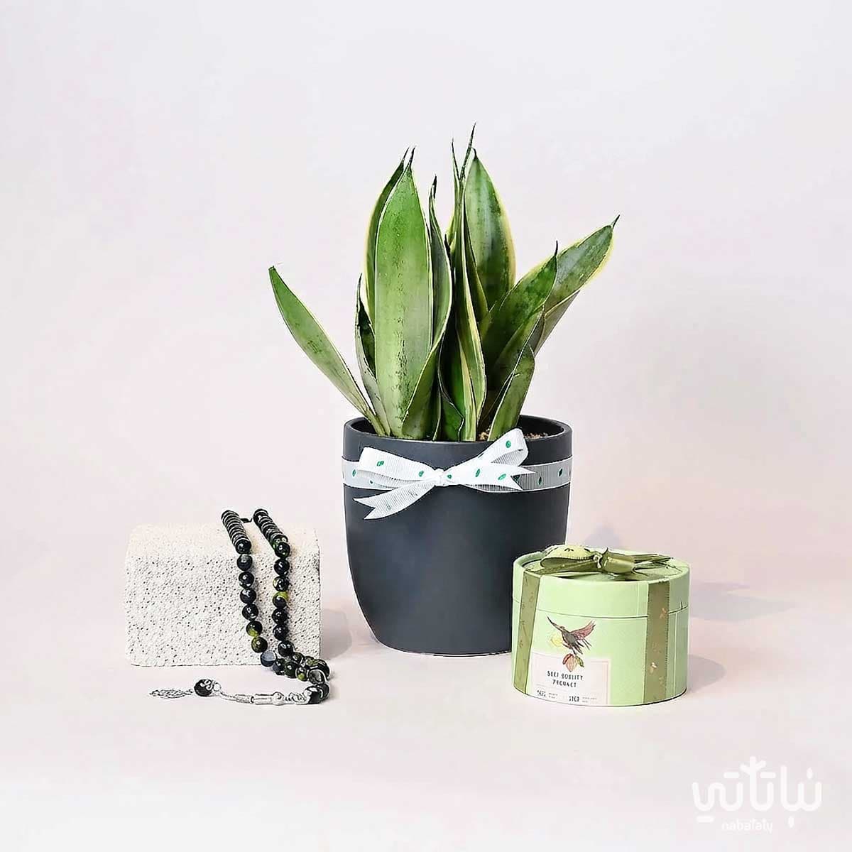 Congratulations on Graduation gift Leopard Skin plant and a prayer beads