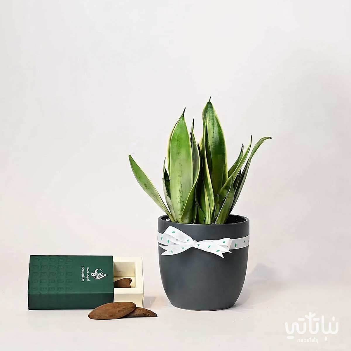 Congratulations on Graduation gift Leopard Skin plant and Morocan oud 1