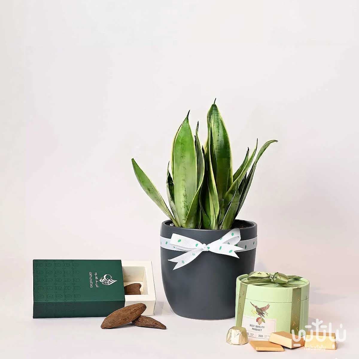 Congratulations on Graduation gift Leopard skin plant and Morocan oud