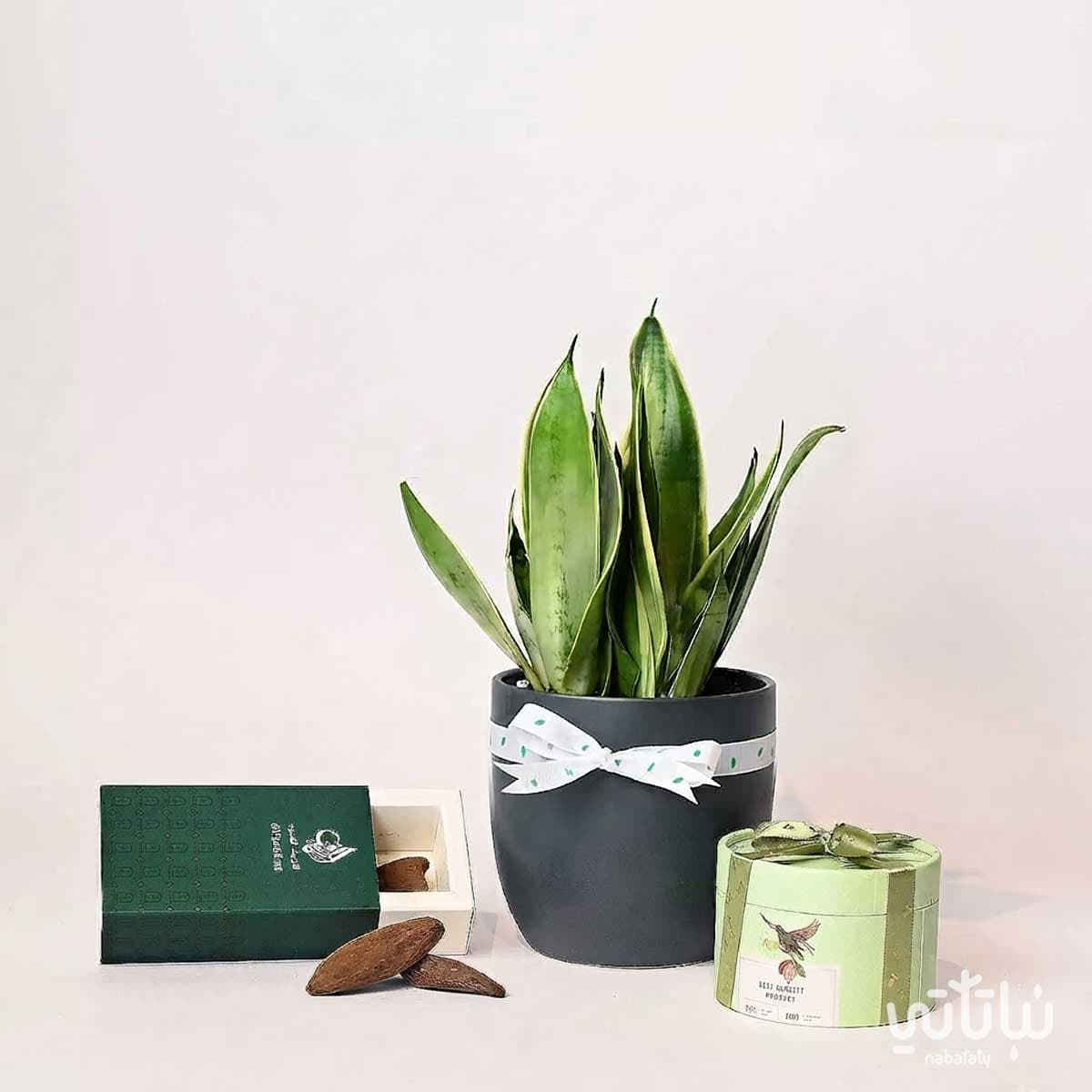 Congratulations on Graduation gift Leopard skin plant and Morocan oud 2