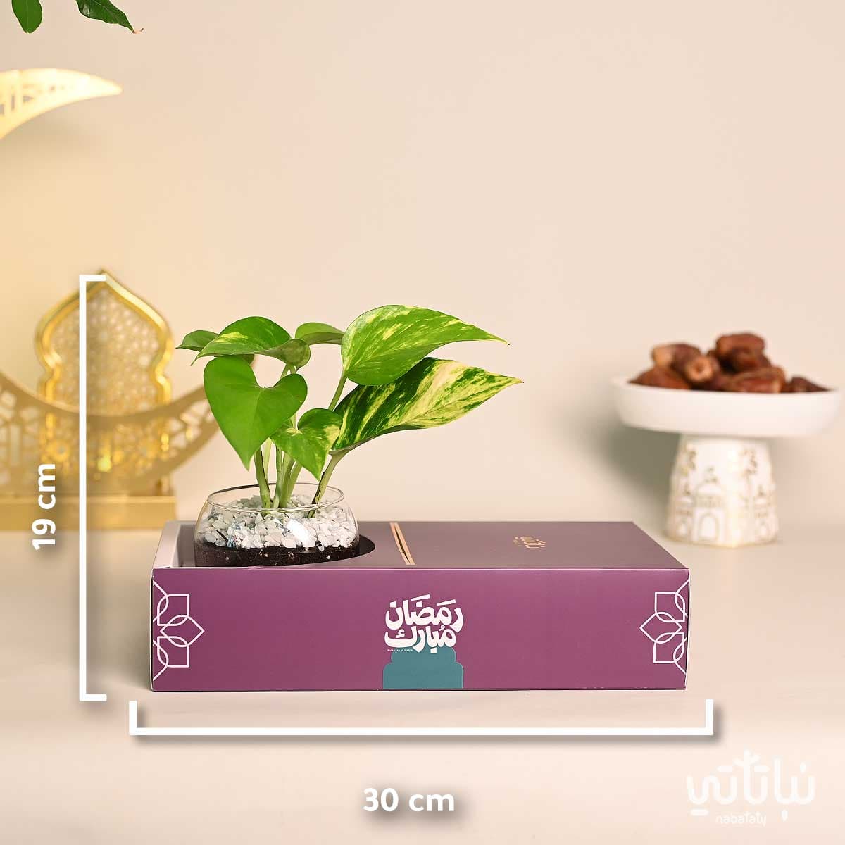 هدية نبتة البوتس مع تشوكلت أنوش ثيم رمضان 2