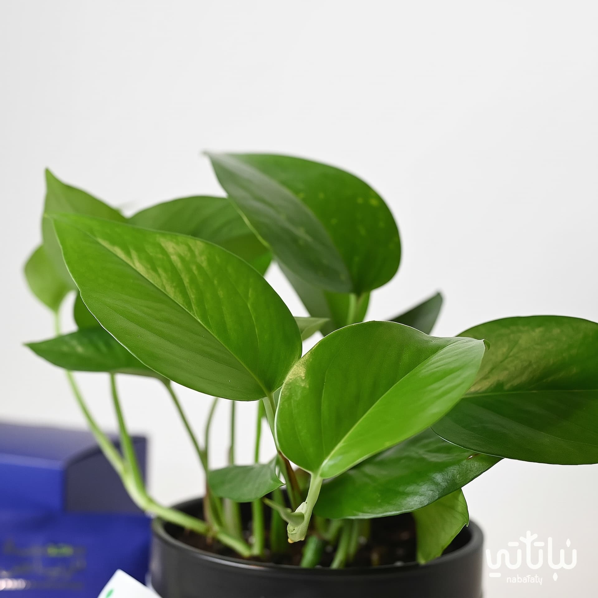 Congratulations on Graduation gift Pothos plant and Riyadh roasted coffee 2