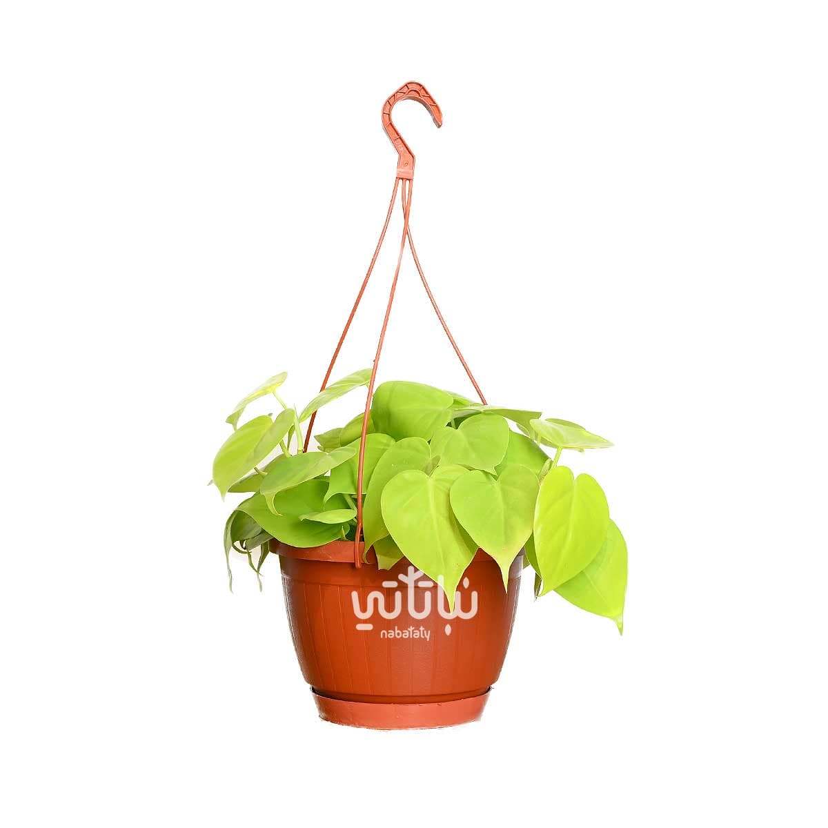 نبتة كرمة المحبوب نيون في حوض معلق