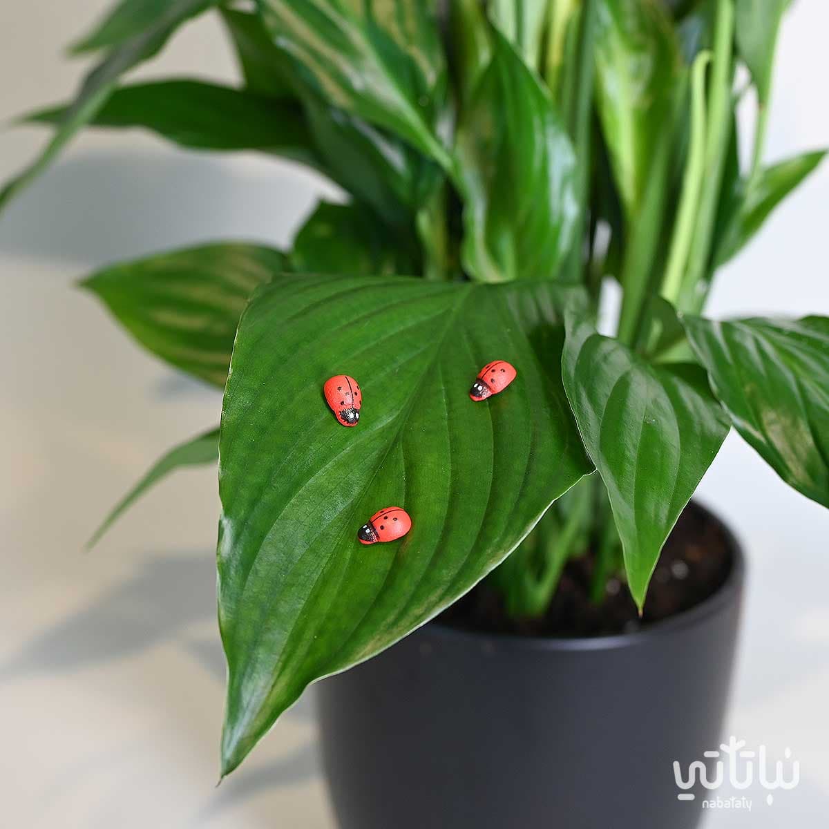 ملصقات الدعسوقة الحمراء 1