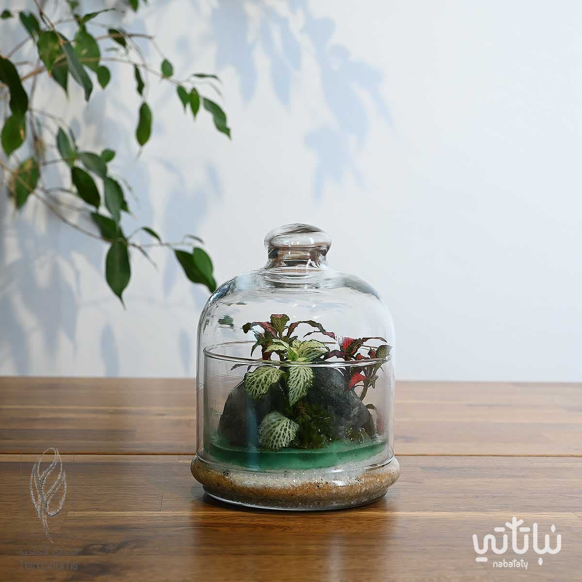 جزيرة الضوء متوسطة