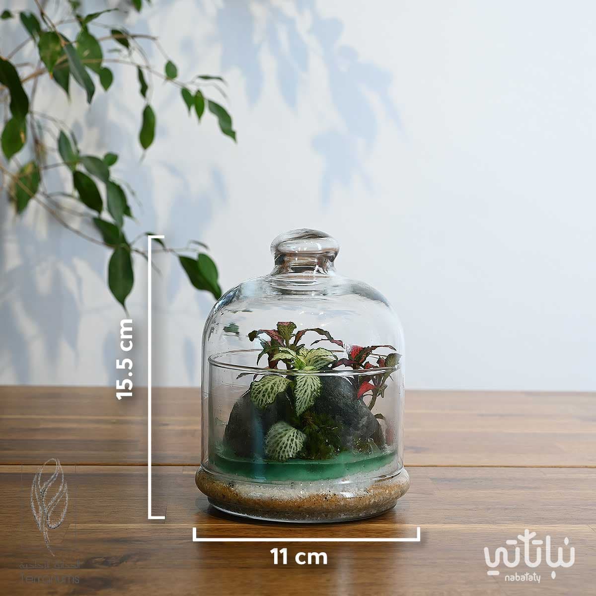 جزيرة الضوء متوسطة 2