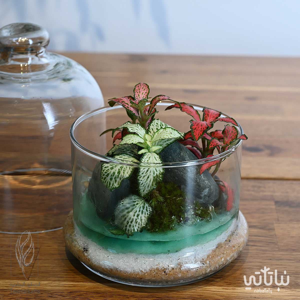 جزيرة الضوء متوسطة 3