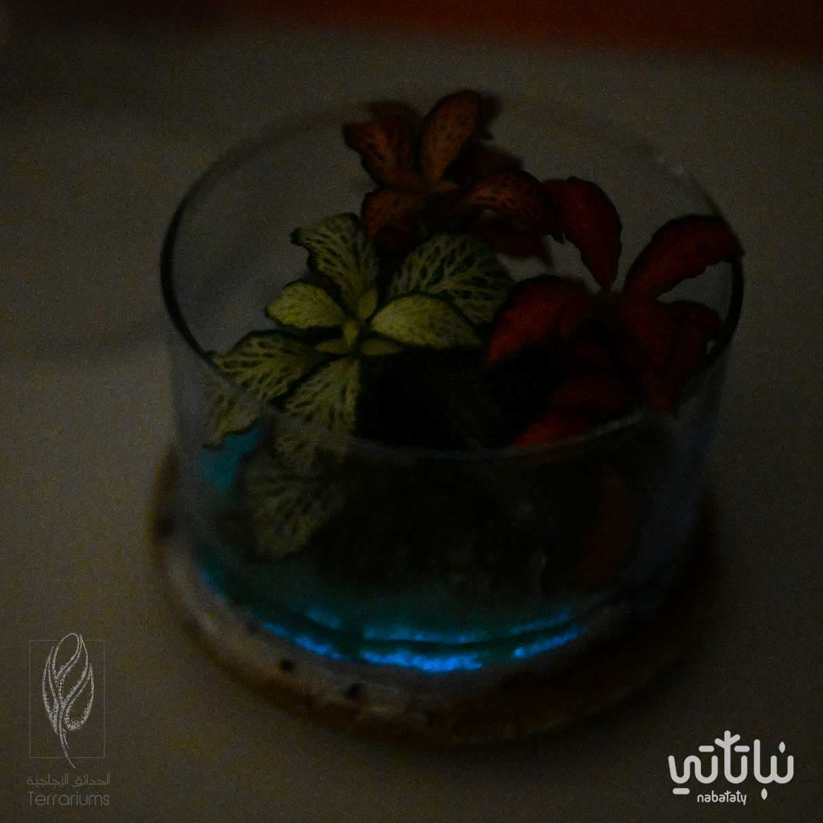 جزيرة الضوء متوسطة 5