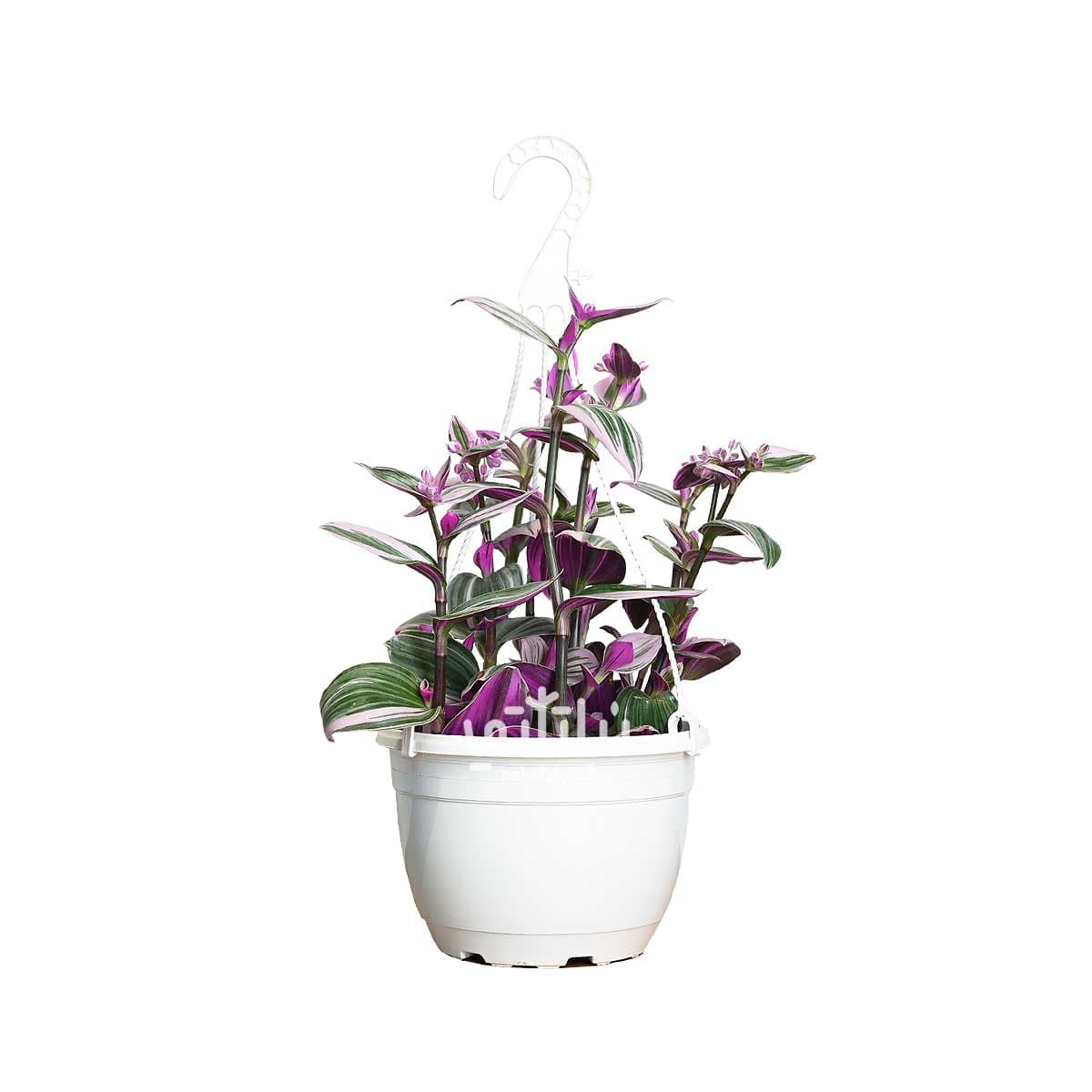 Tradescantia plant in a white hanging pot 1