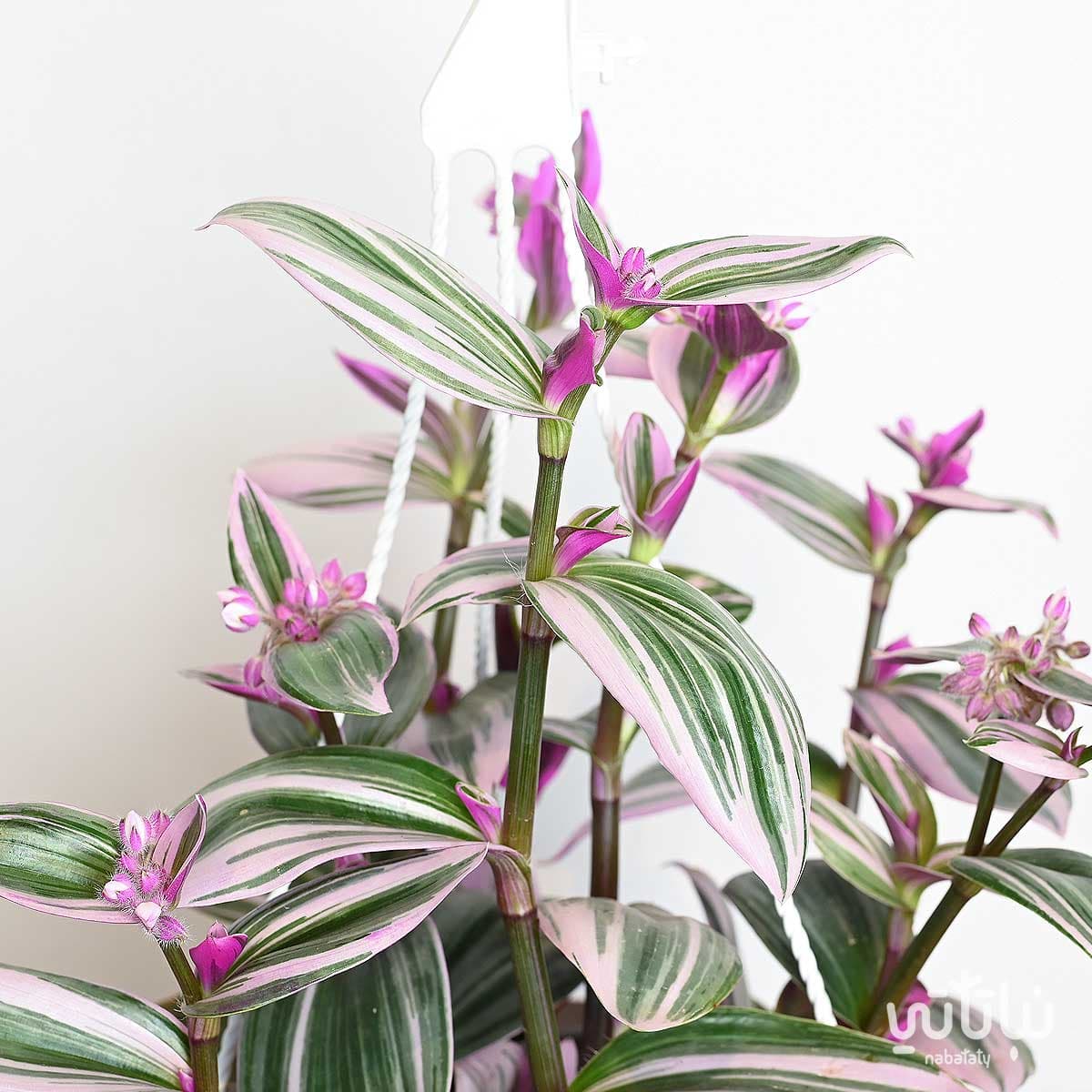 Tradescantia plant in a white hanging pot 2