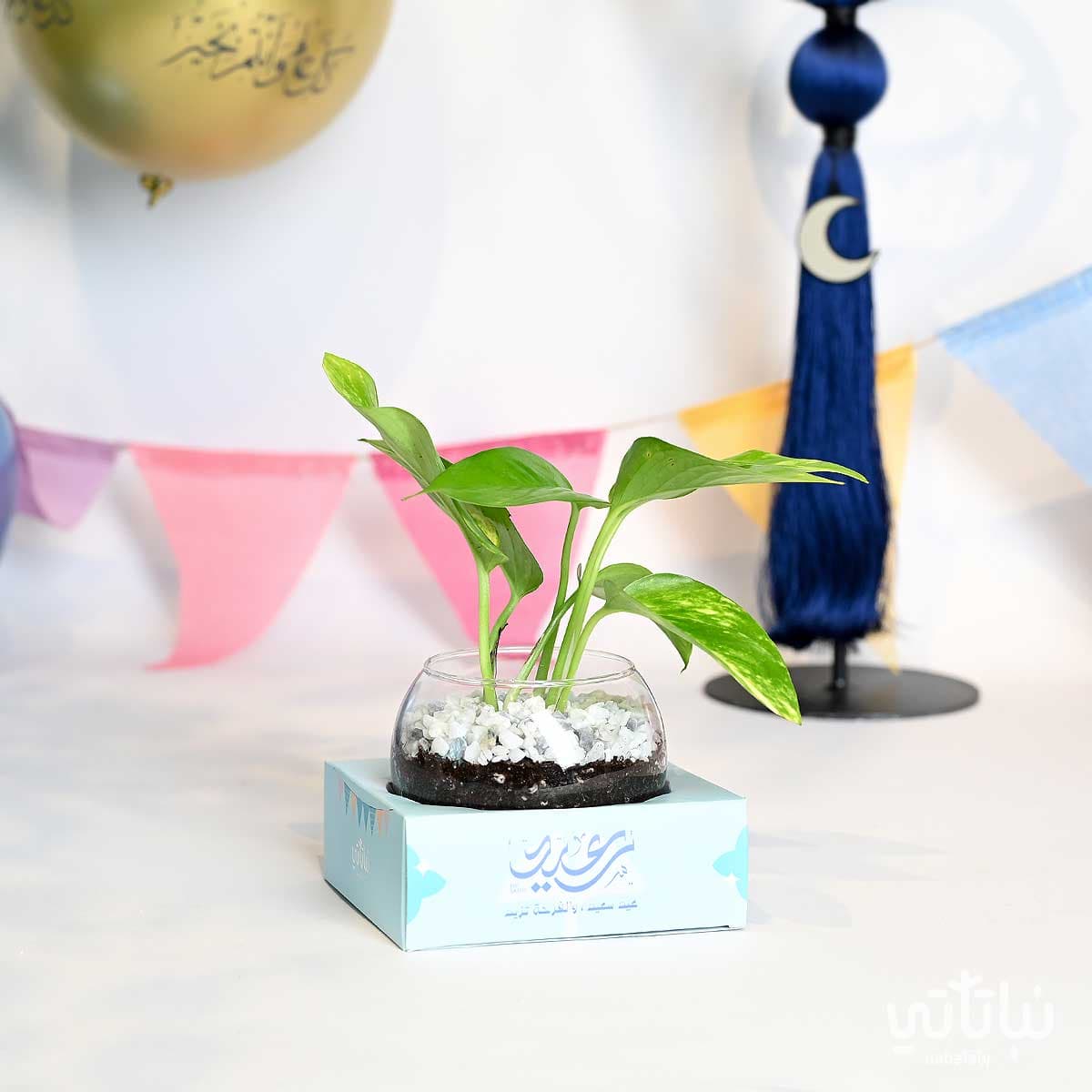 هدية نبتة البوتس ثيم العيد