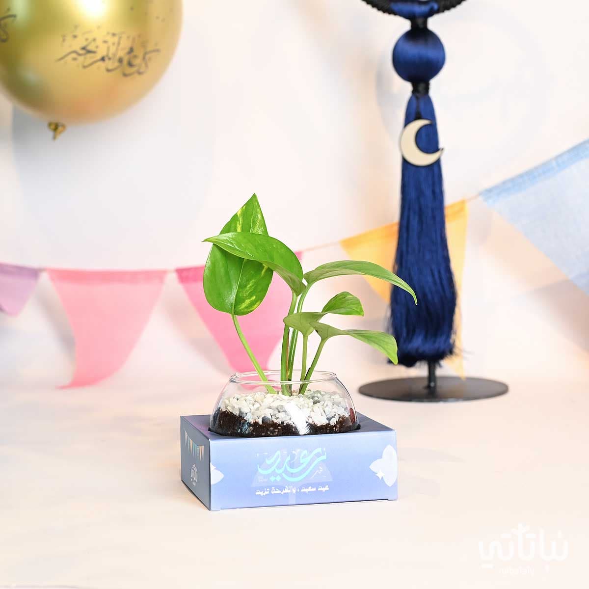 هدية نبتة البوتس ثيم العيد