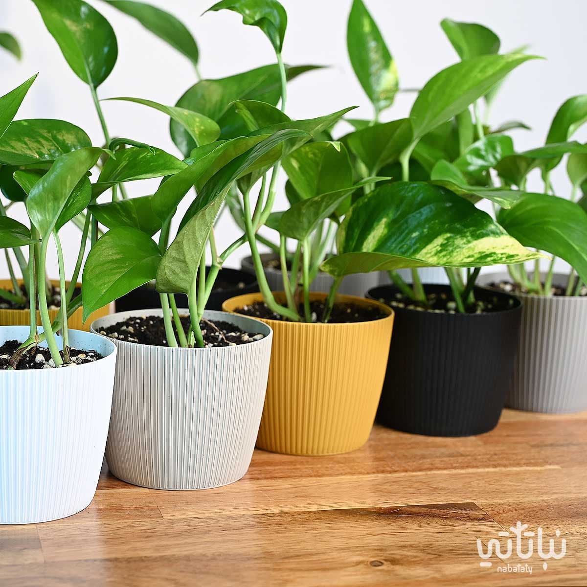 مجموعة توزيعات نبتة البوتس 3