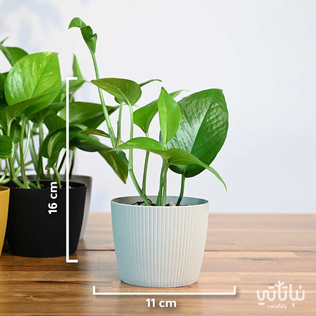 مجموعة توزيعات نبتة البوتس 4