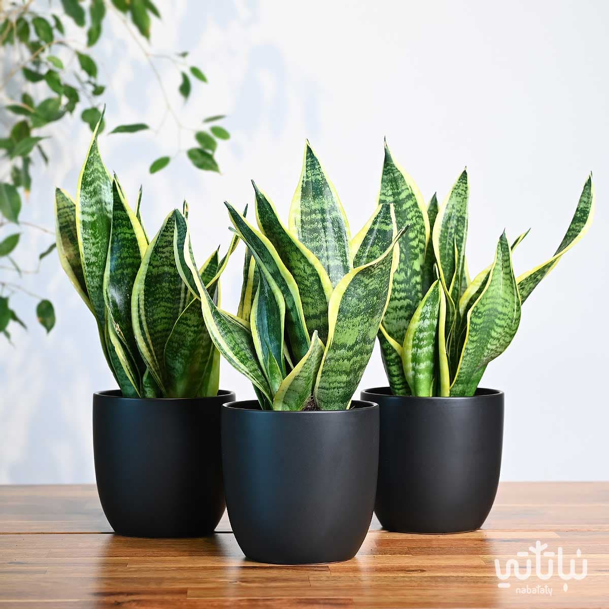 مجموعة نبتة جلد النمر 1