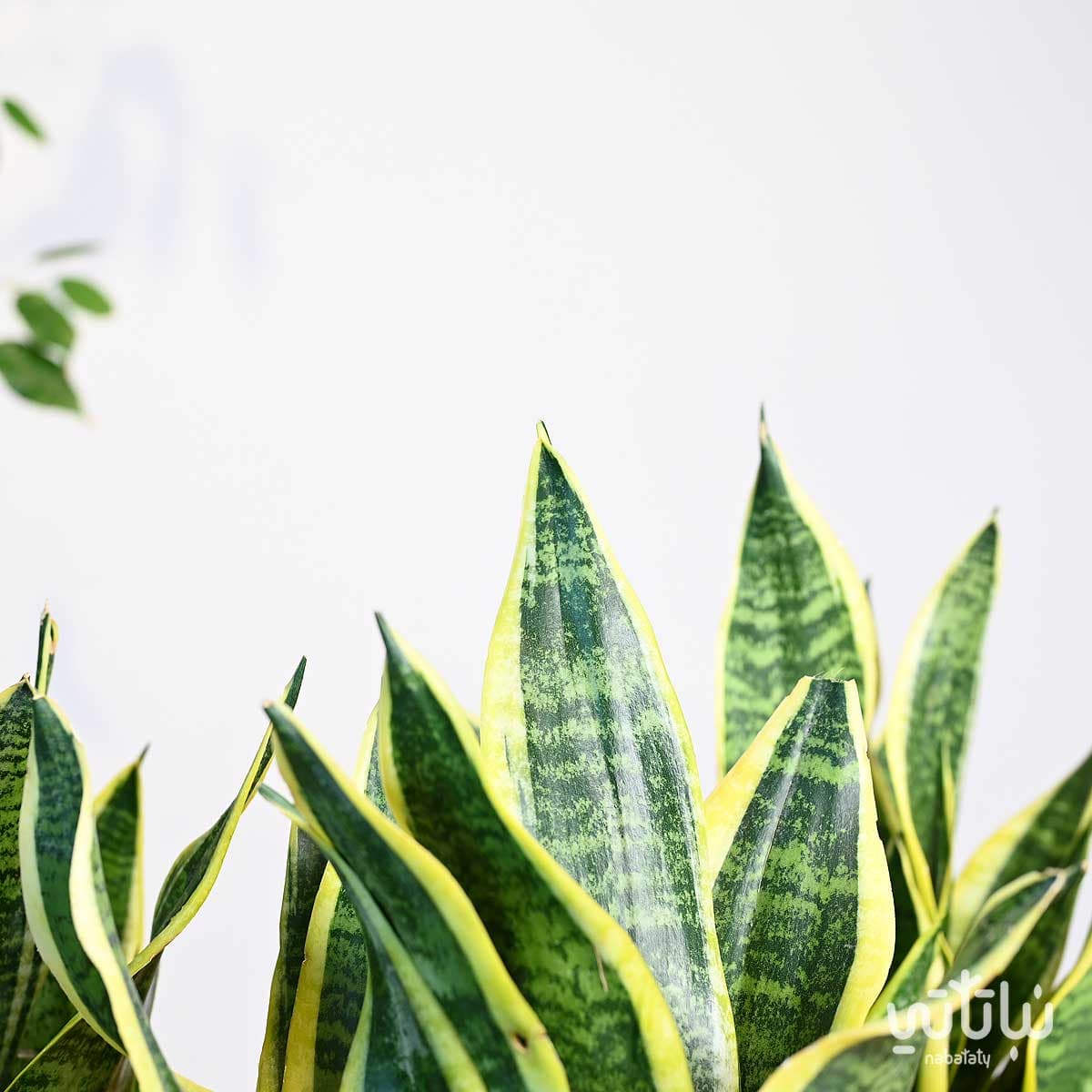 مجموعة نبتة جلد النمر 2