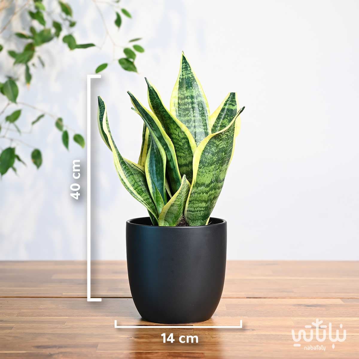 مجموعة نبتة جلد النمر 3