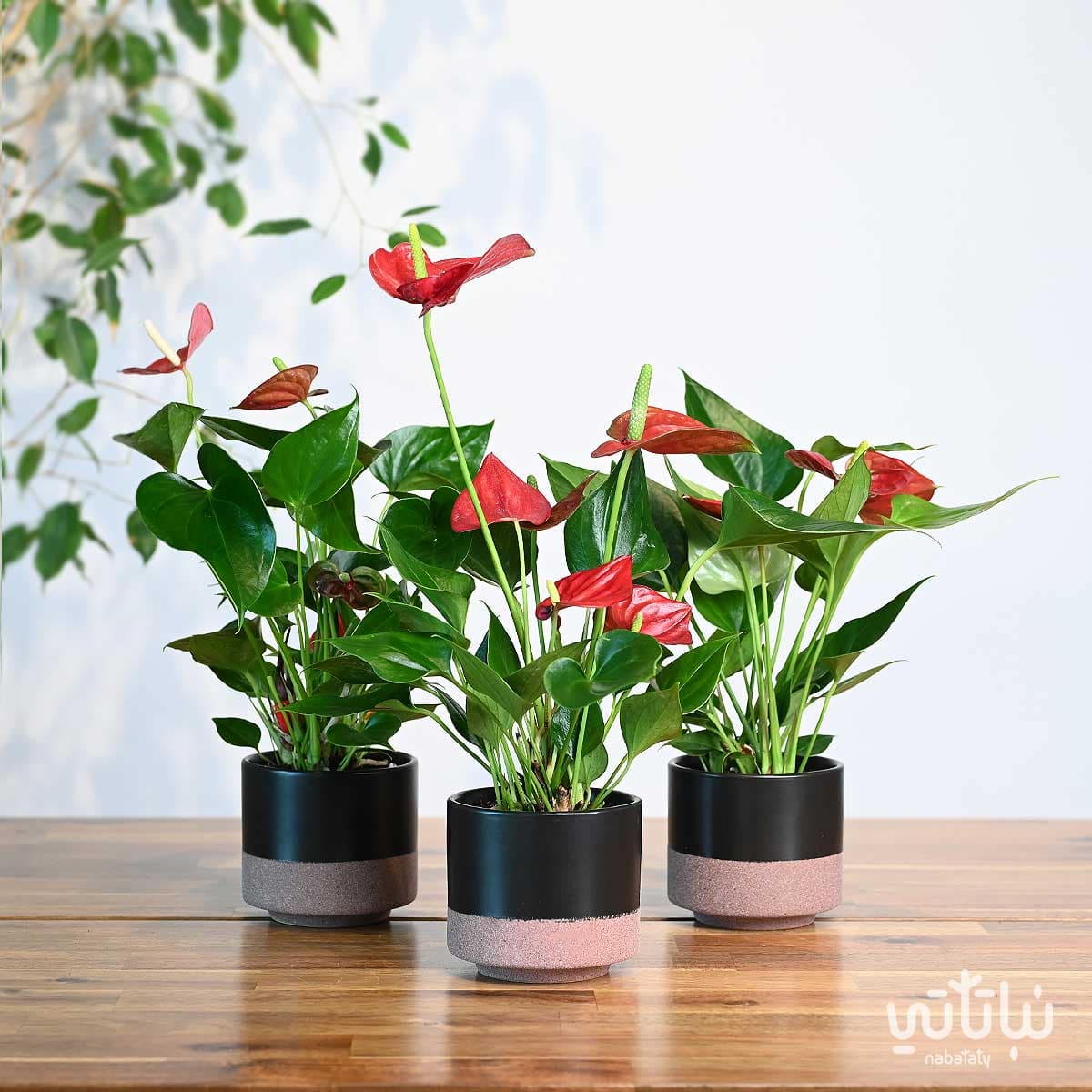 مجموعة نبتة الأنتوريوم الحمراء 1