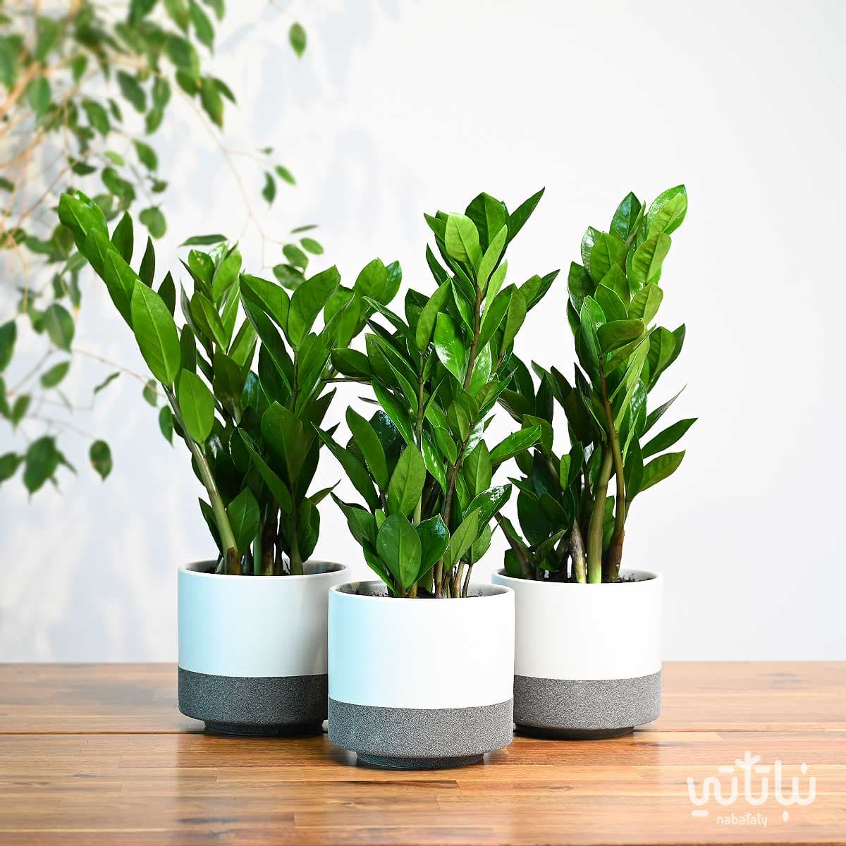 مجموعة نبتة الزاميا 1