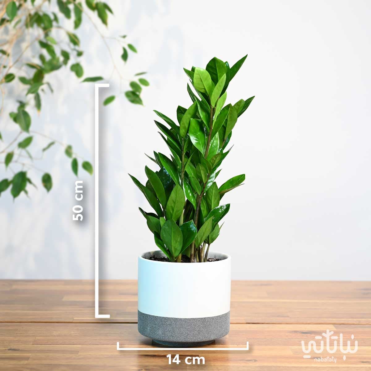 مجموعة نبتة الزاميا 2