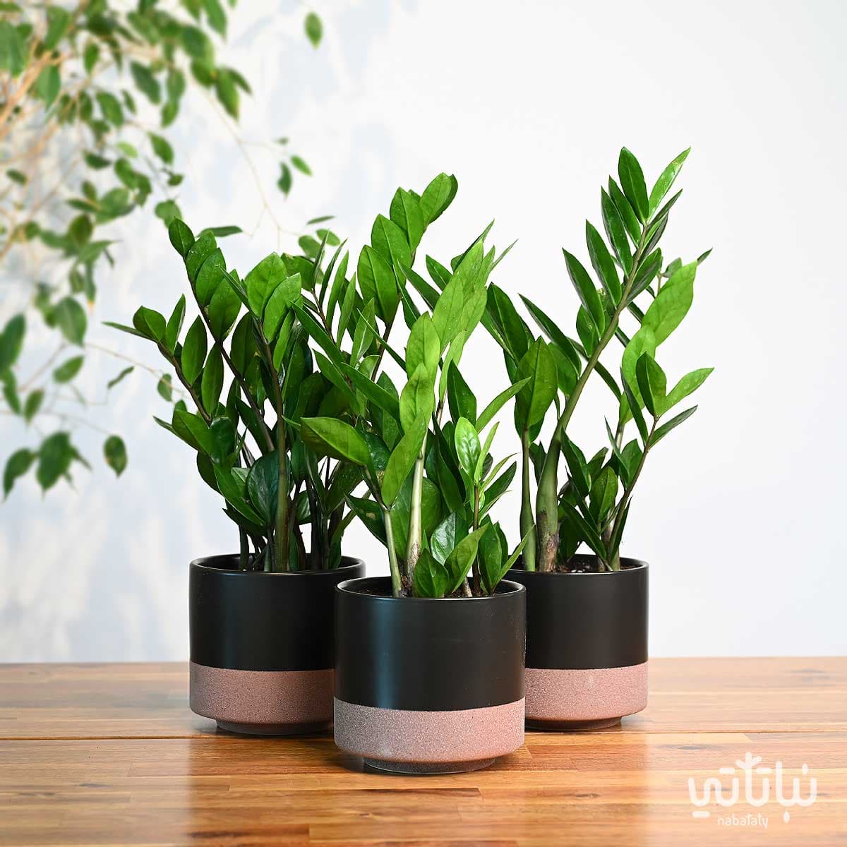 مجموعة نبتة الزاميا