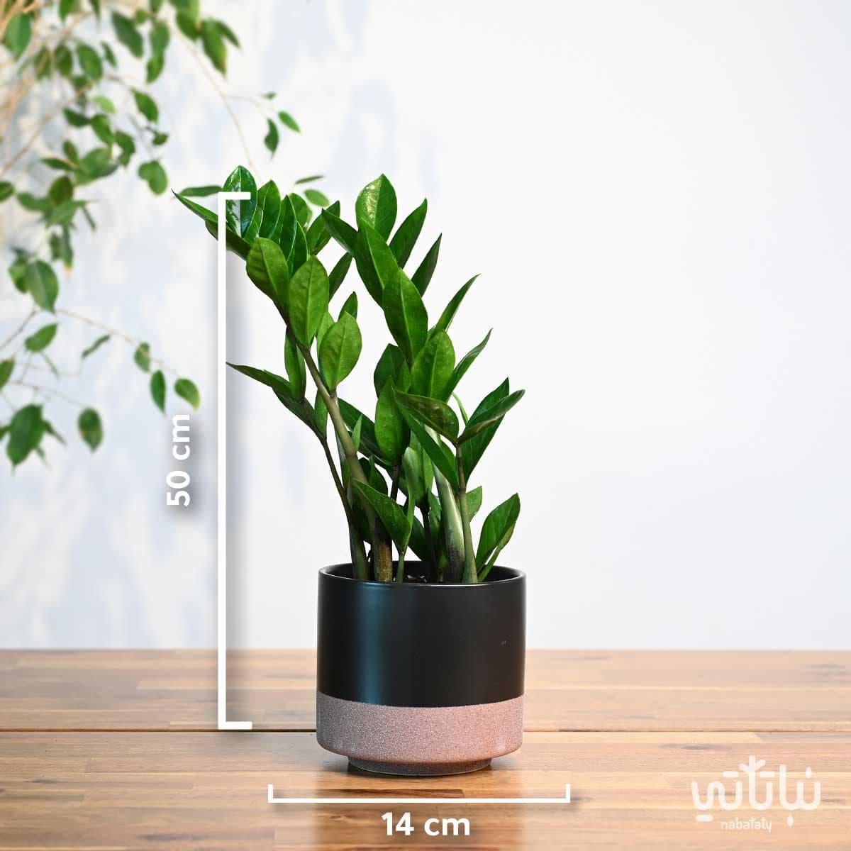 مجموعة نبتة الزاميا 2