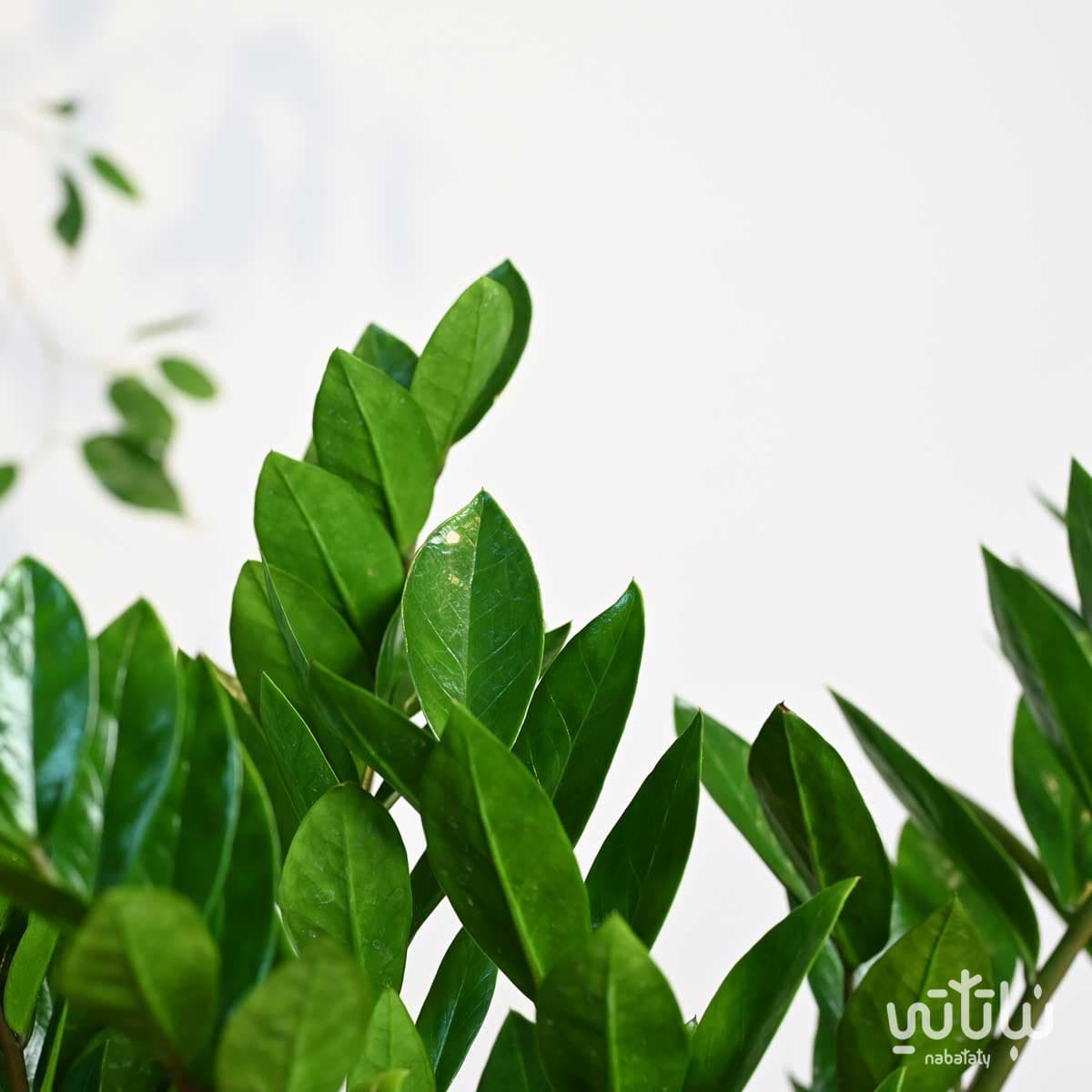 مجموعة نبتة الزاميا 3