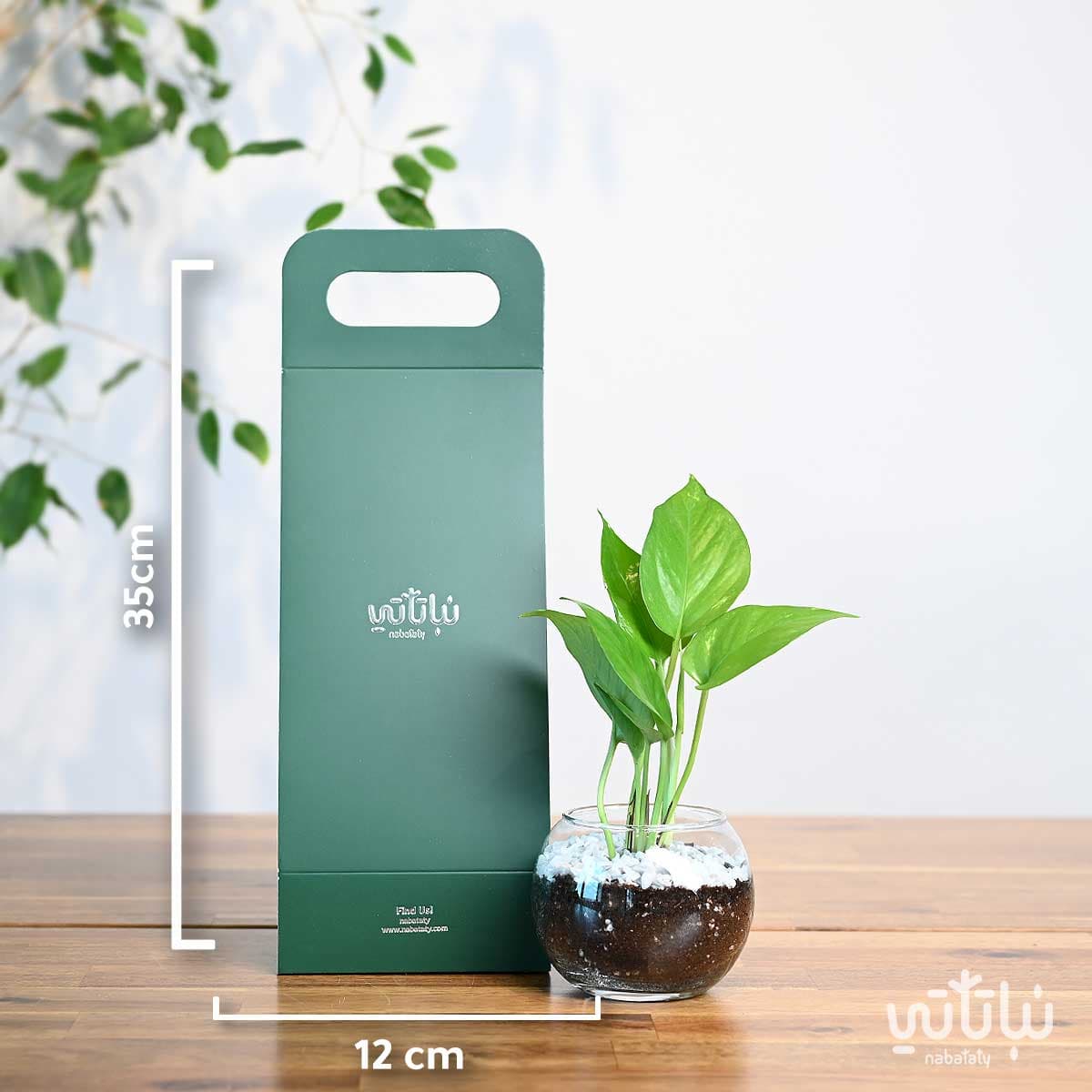 مجموعة هولدر نبتة البوتس 2