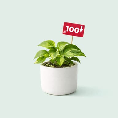 أقل من 100 ريال