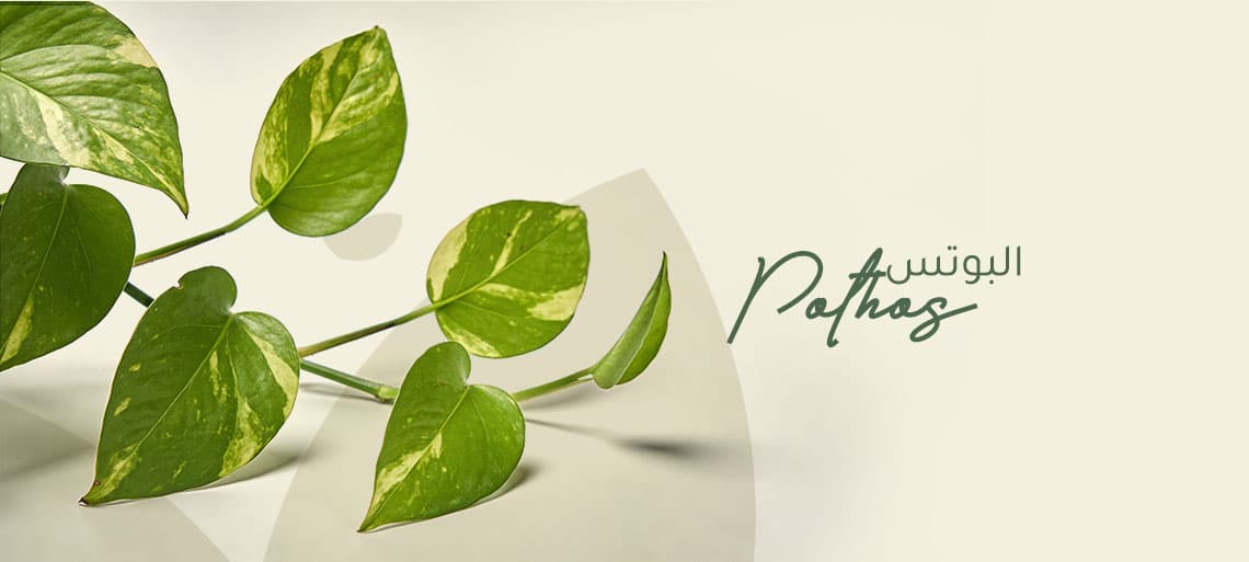 نبتة البوتس