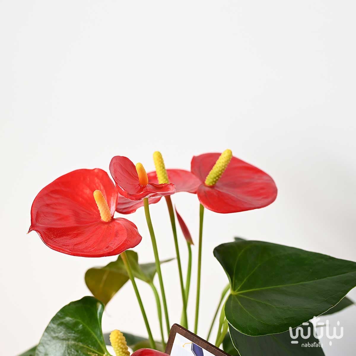 Congratulations on Graduation gift Anthurium plant and Anoosh chocolates 4