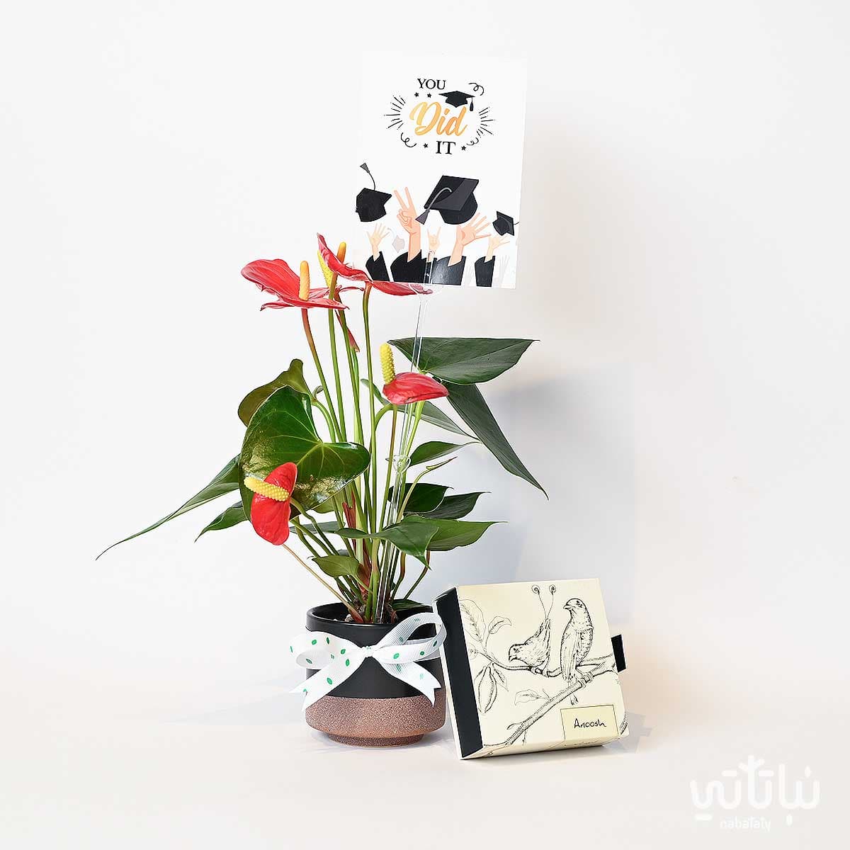 Congratulations on Graduation gift Anthurium plant and Anoosh chocolates