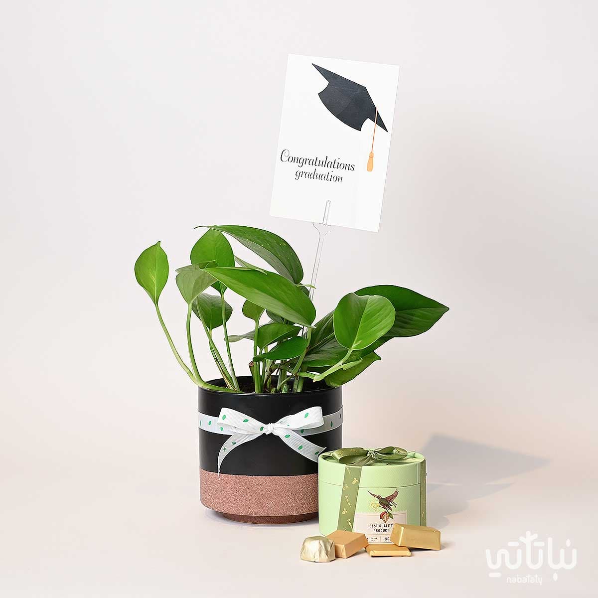 Congratulations on Graduation gift Pothos plant and Anoosh chocolates 2