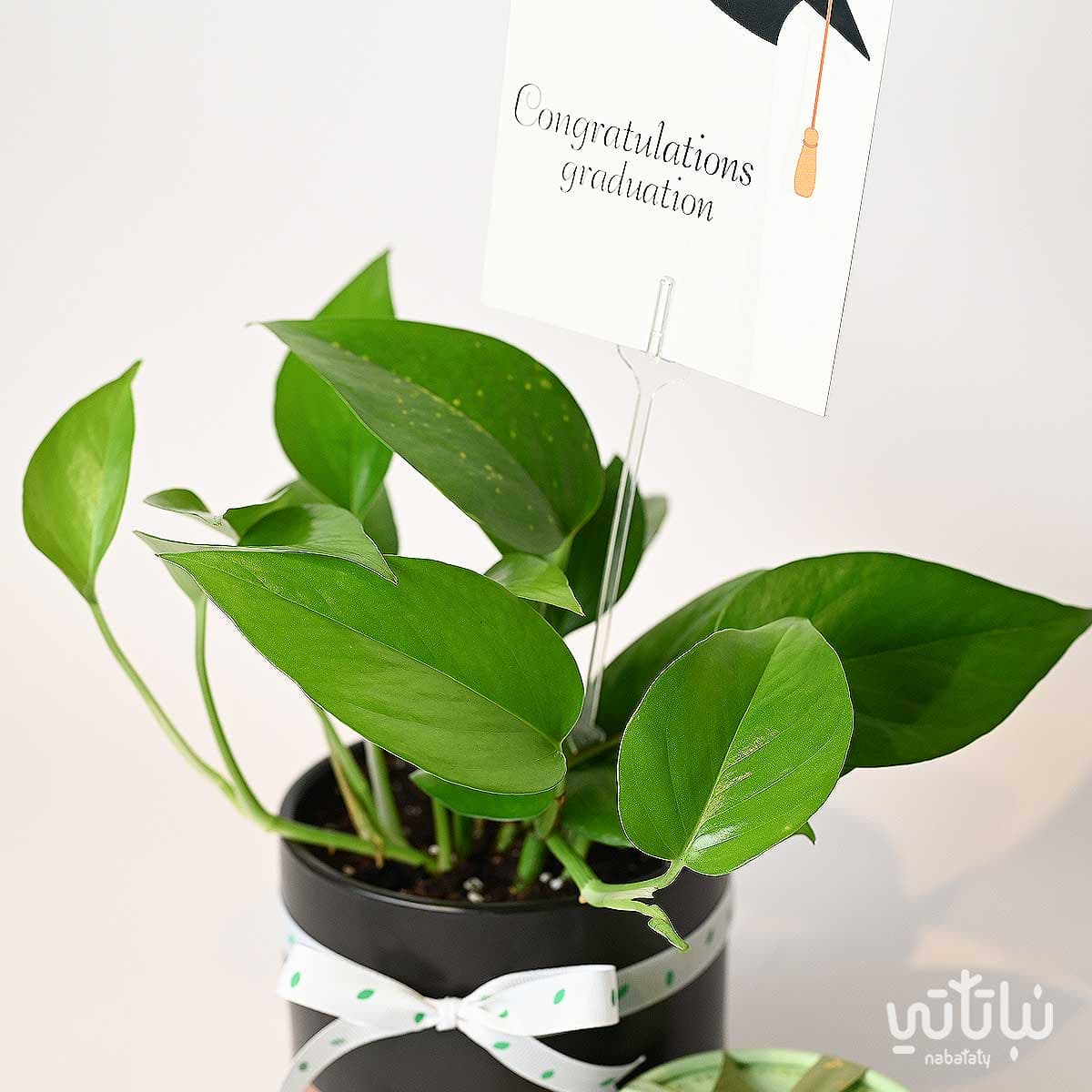 Congratulations on Graduation gift Pothos plant and Anoosh chocolates 3