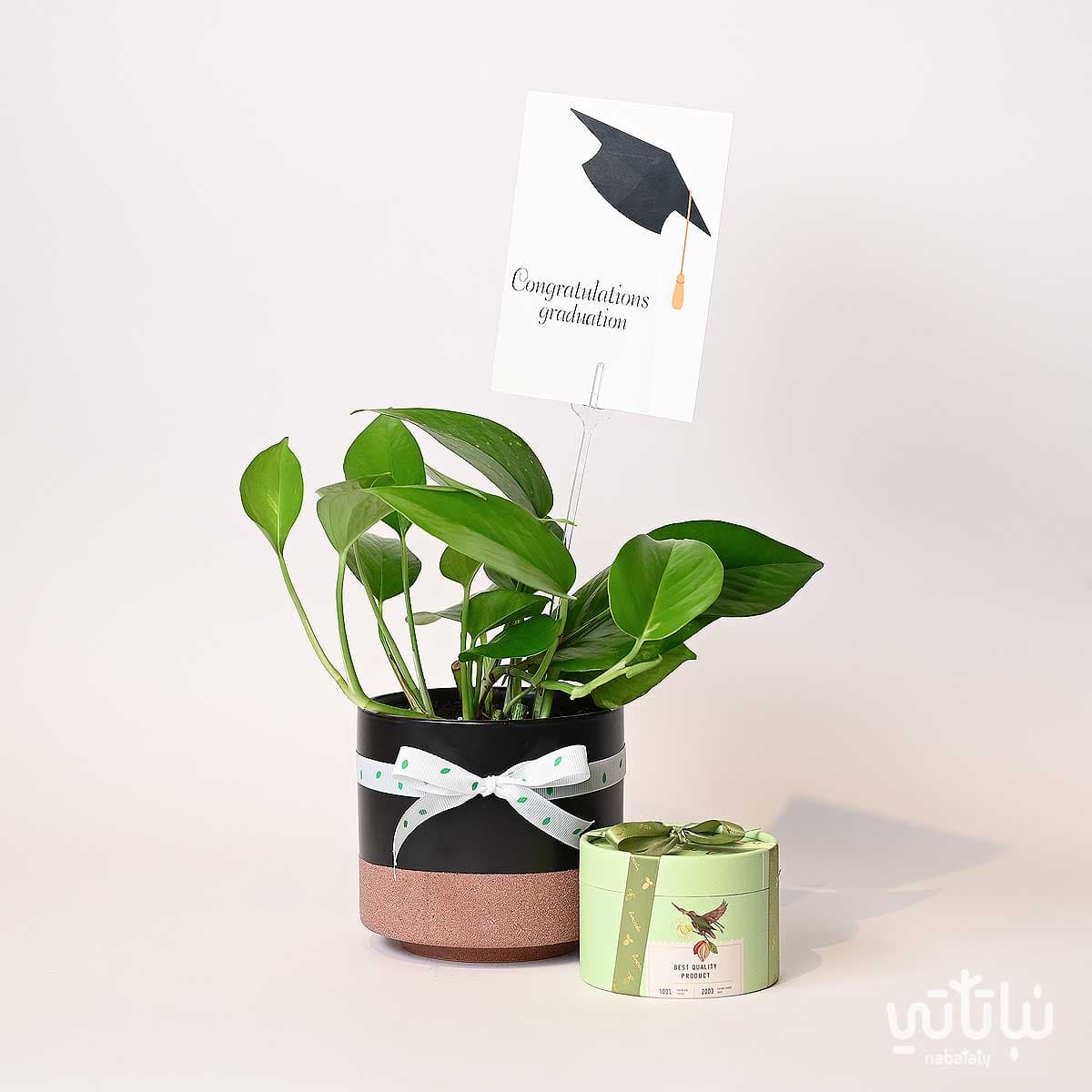 Congratulations on Graduation gift Pothos plant and Anoosh chocolates