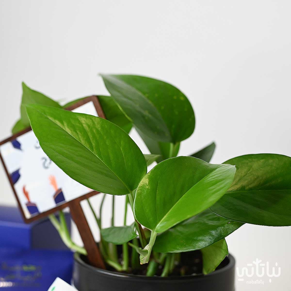 Congratulations on Graduation gift Pothos plant and Riyadh roasted coffee 2