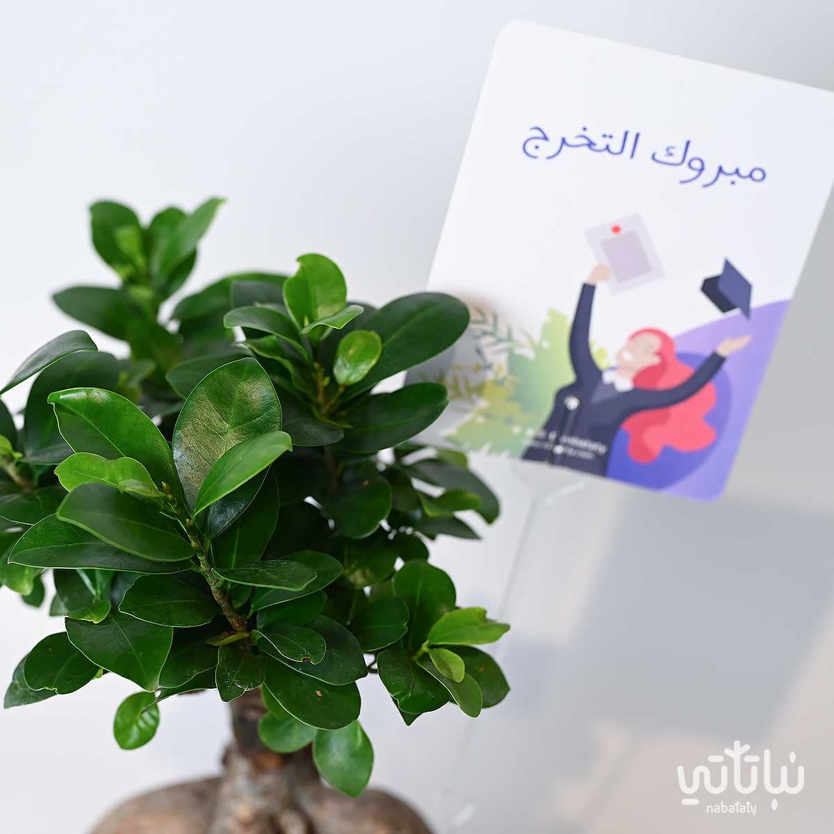 Congratulations on Graduation gift Bonsai plant and Anoosh chocolates 3