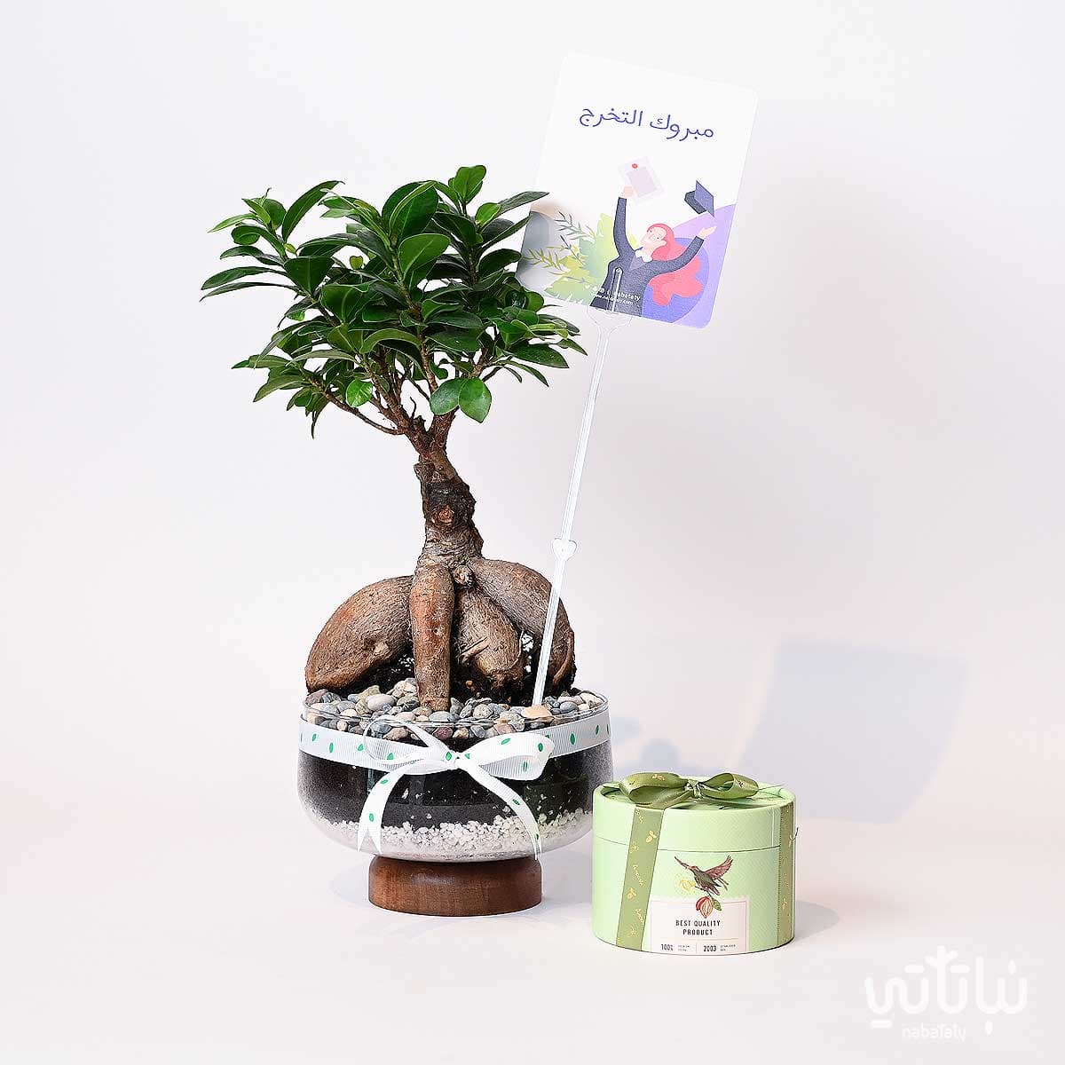 Congratulations on Graduation gift Bonsai plant and Anoosh chocolates
