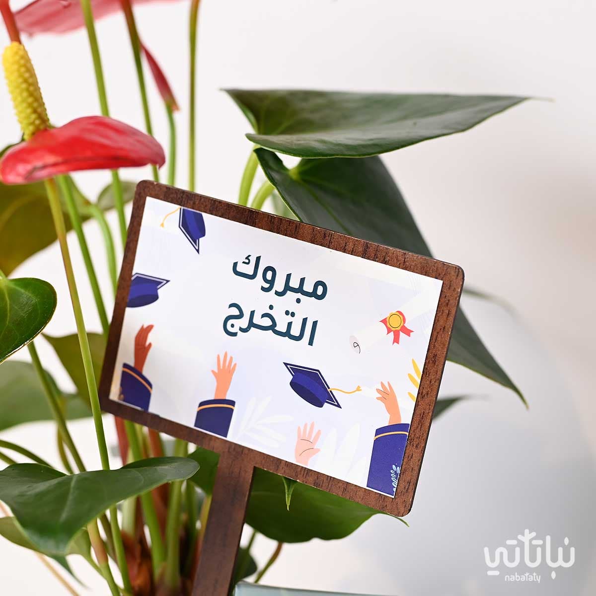 Congratulations on Graduation gift Anthurium plant and Anoosh chocolates 2
