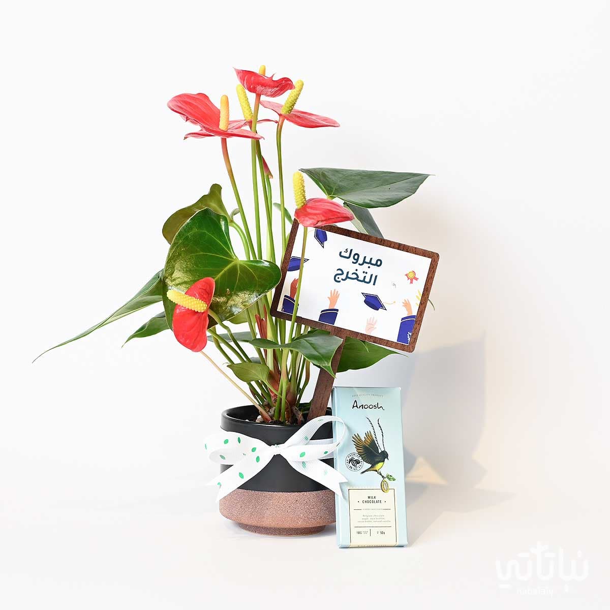 Congratulations on Graduation gift Anthurium plant and Anoosh chocolates