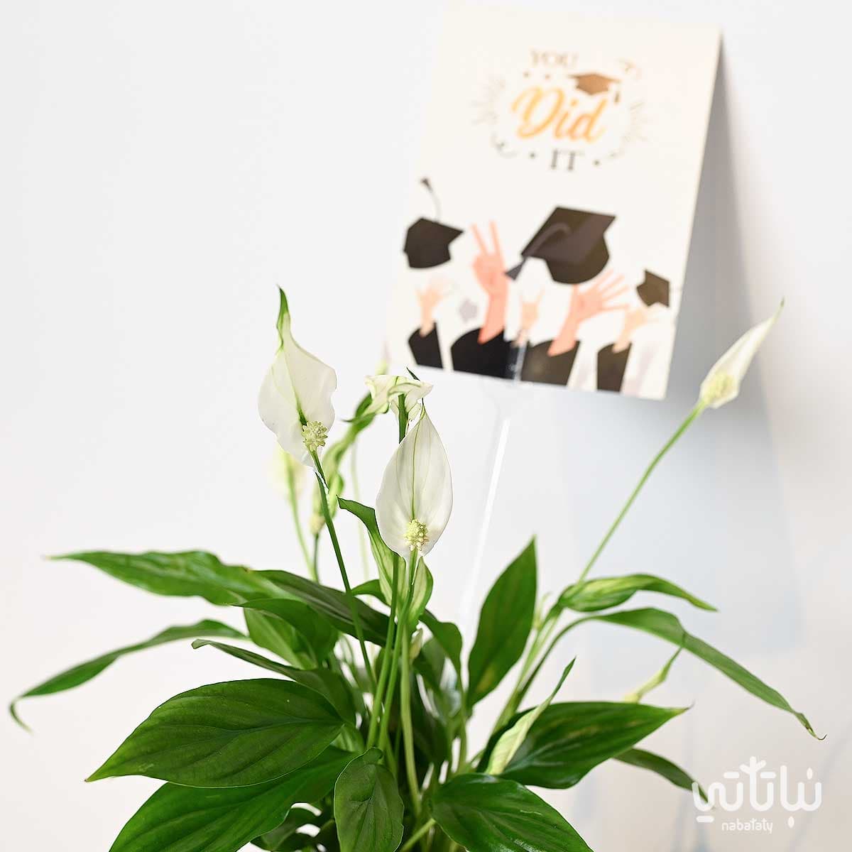 Congratulations on Graduation gift Peace Lily plant and Anoosh chocolates 3