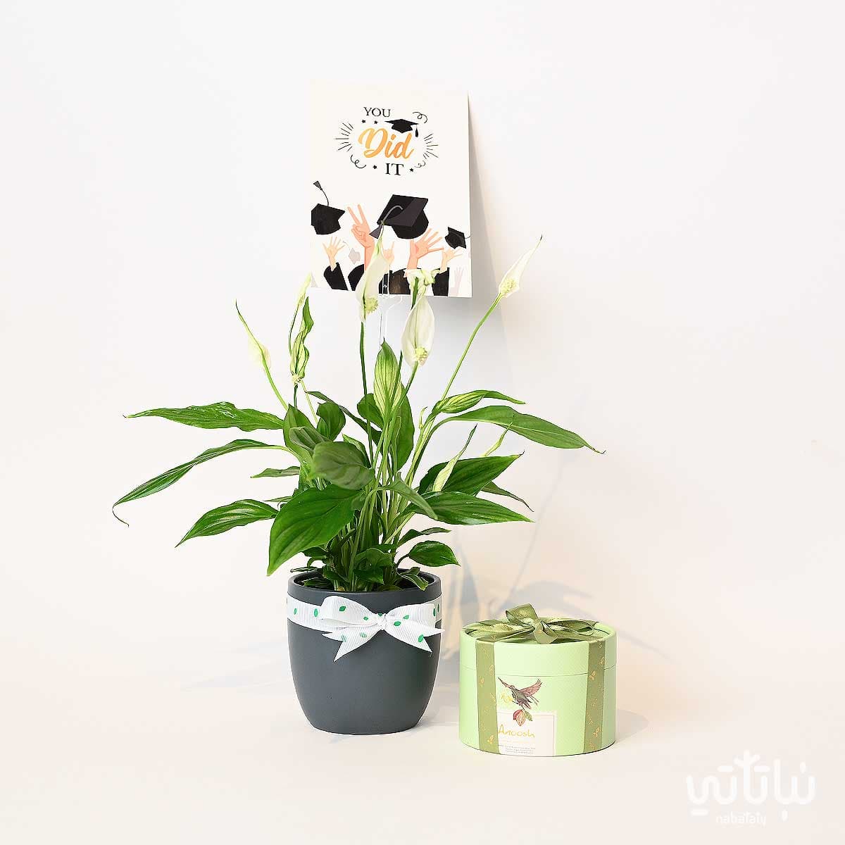 Congratulations on Graduation gift Peace Lily plant and Anoosh chocolates