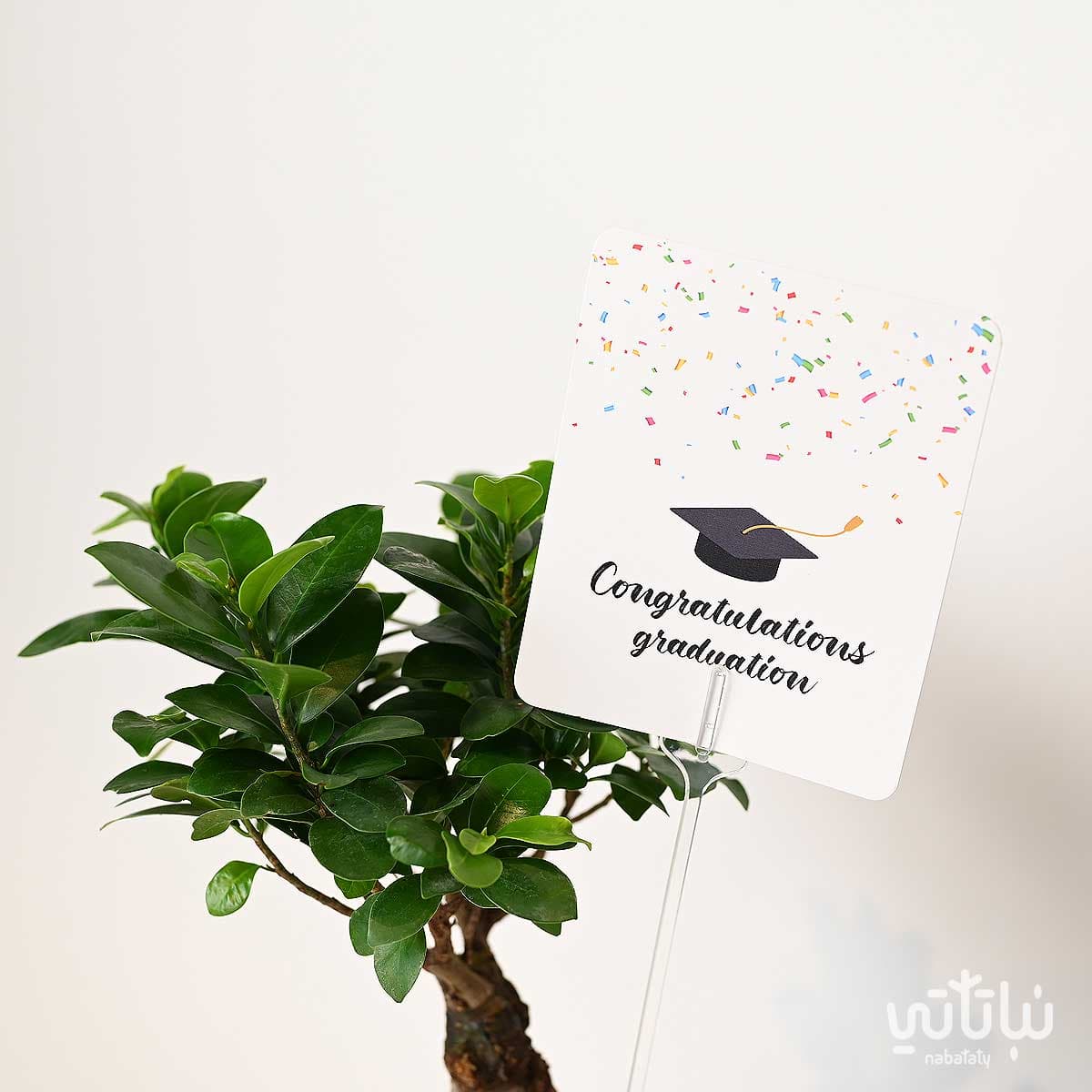 Congratulations on Graduation gift Bonsai plant and Riyadh roasted coffee 2