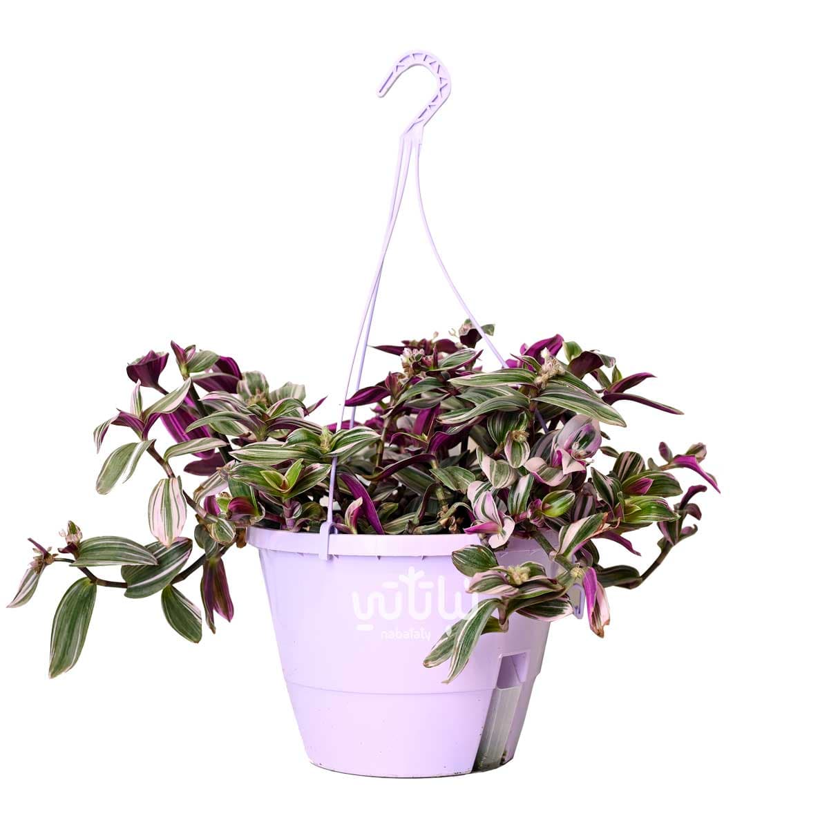 نبتة ترادسكانتيا  كبيرة في حوض ري ذاتي بنفسجي معلق 1