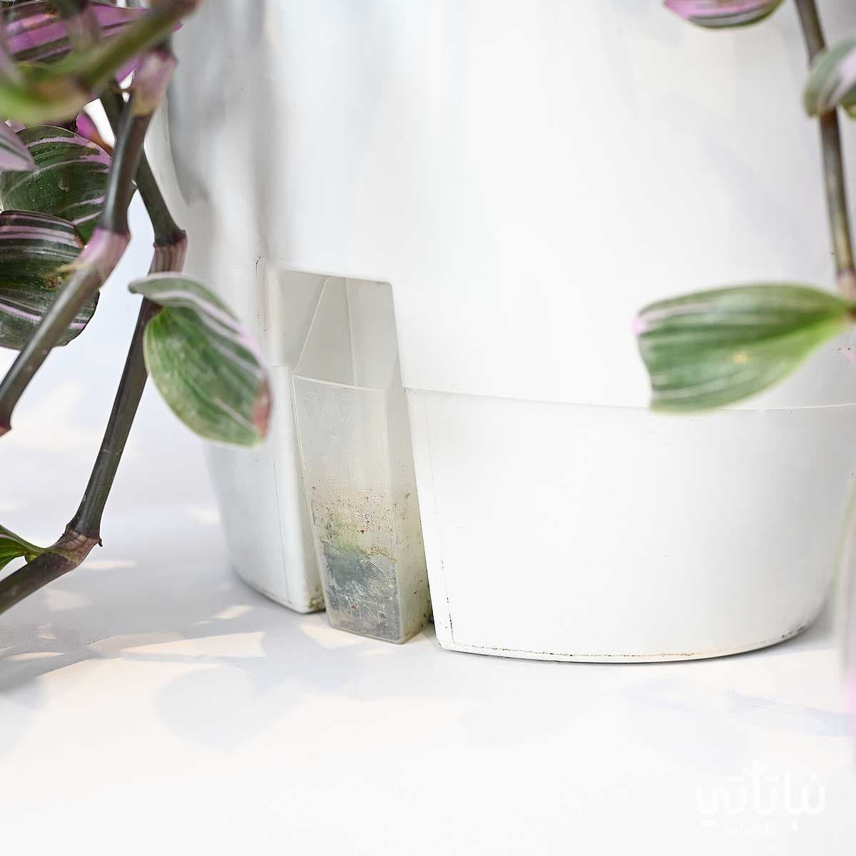 نبتة ترادسكانتيا  كبيرة في حوض ري ذاتي ابيض معلق 2