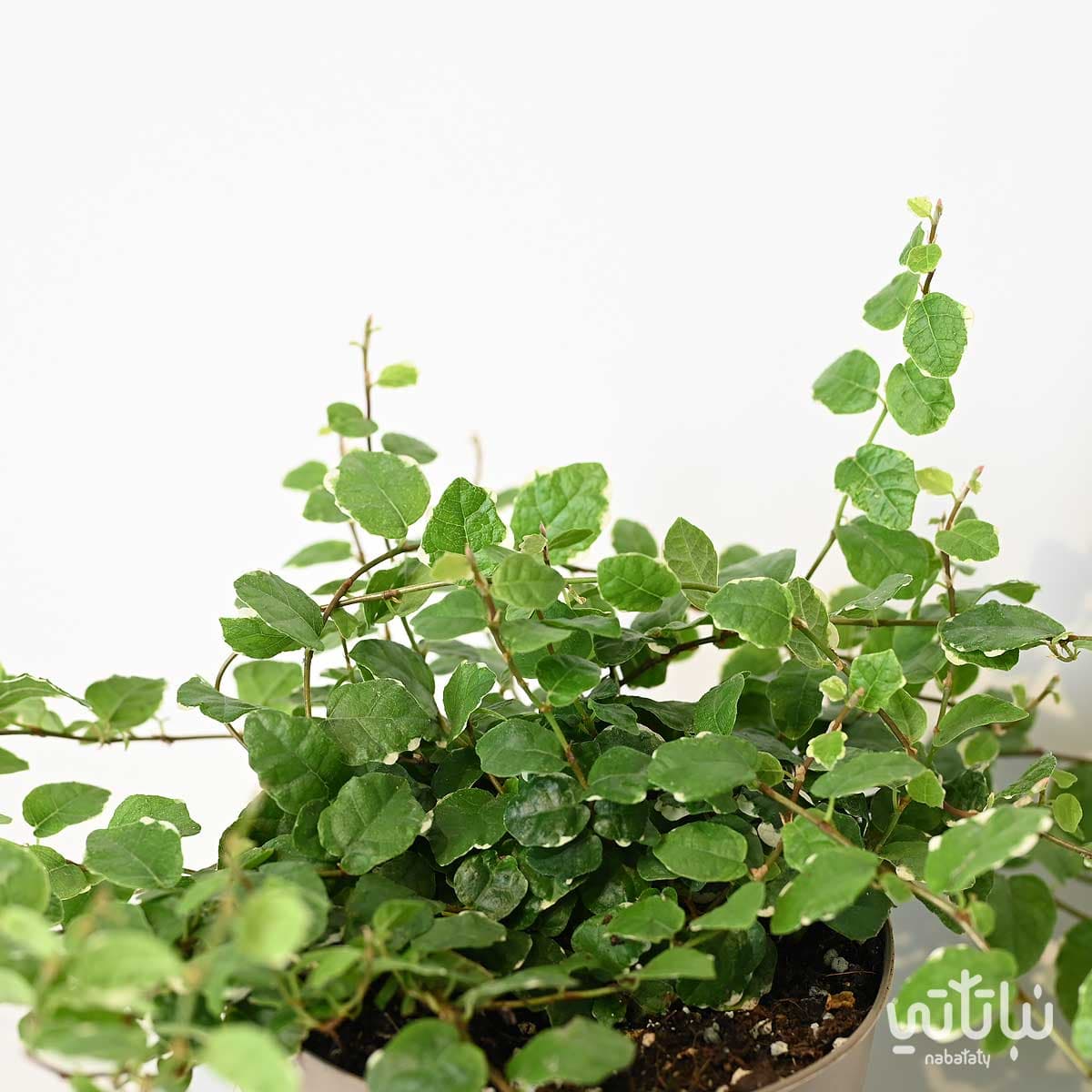 نبتة فيكس قزمي مبرقشة 2