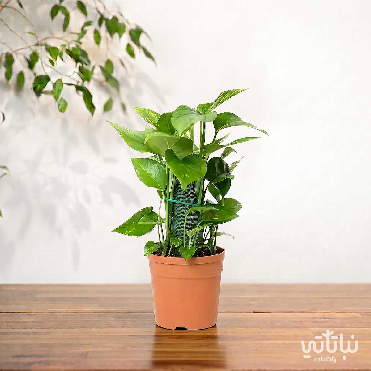 Pothos climbing plant 30 cm 3