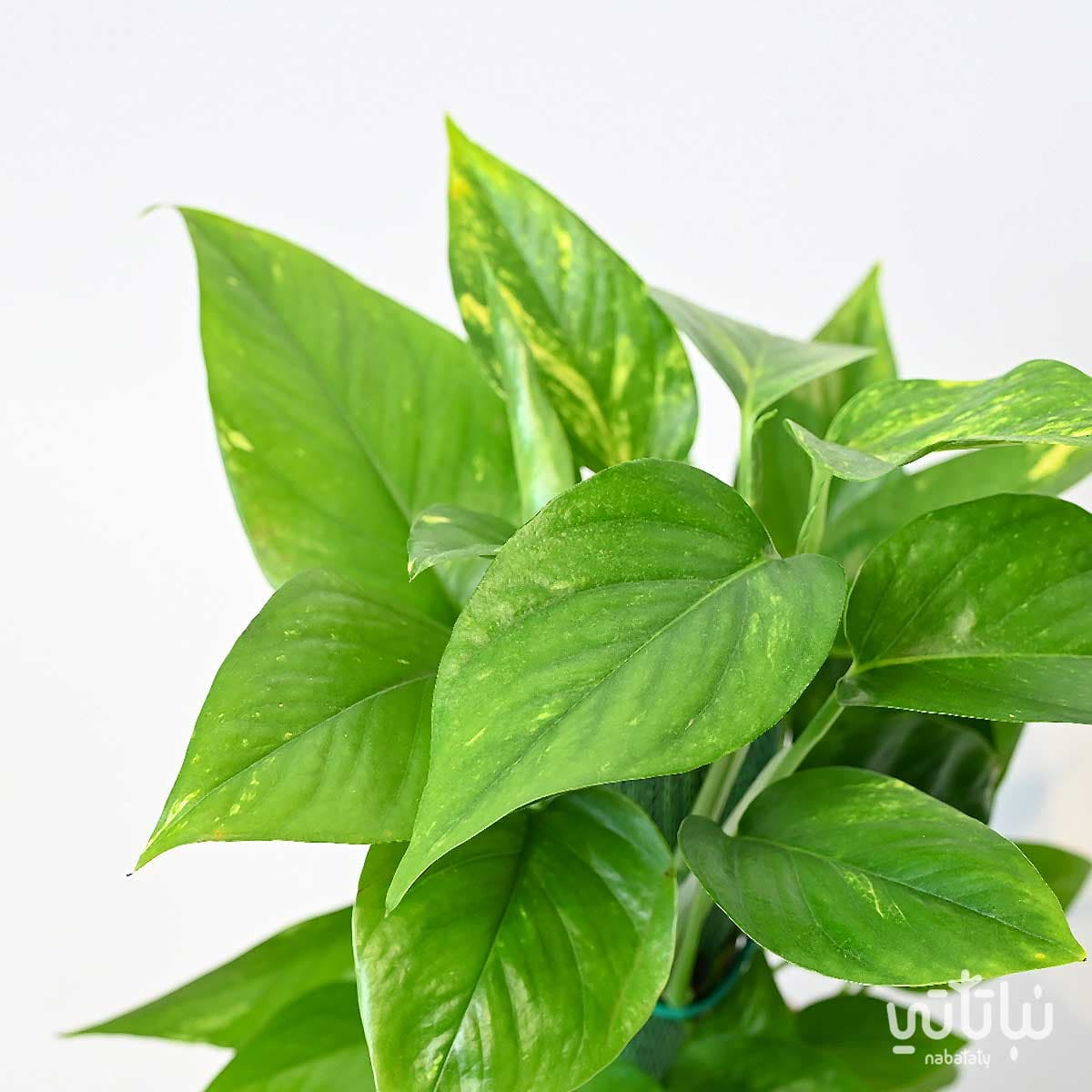 نبتة بوتس متسلقة 30 سم 2