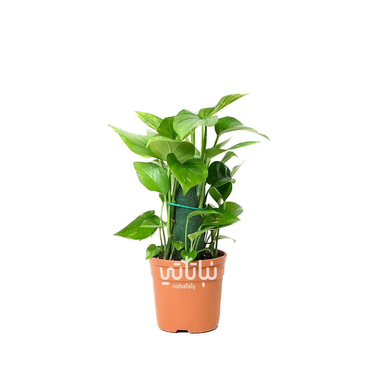 نبتة بوتس متسلقة 30 سم