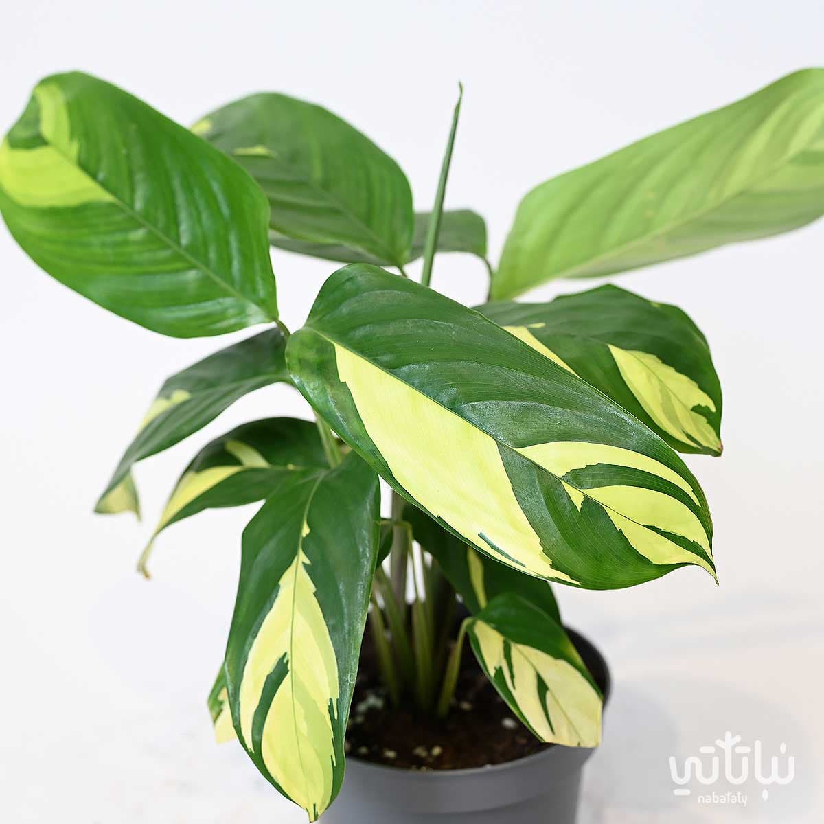 نبتة كلاثيا قولدن 2